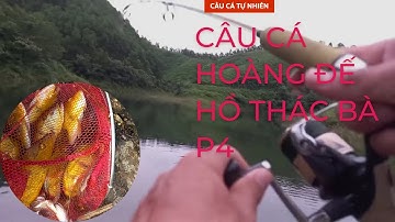 Câu cá tự nhiên / câu cá hoàng đế hồ thác bà p4 / Đức Anh fishing