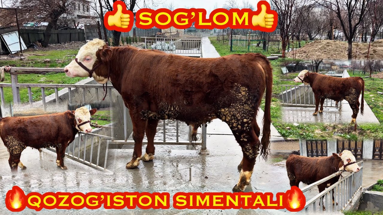 🔥QOZOG’ISTON SIMENTALI 🔥 SOTUVDA 99 365 56 19 TOSHKENT 