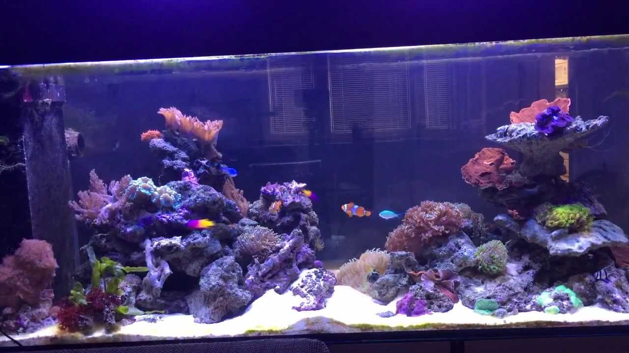 450 Liter MeerwasserAquarium YouTube