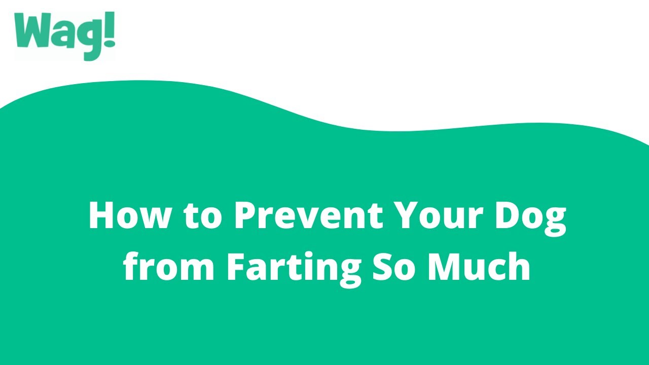 How Do You Stop A Dog From Farting