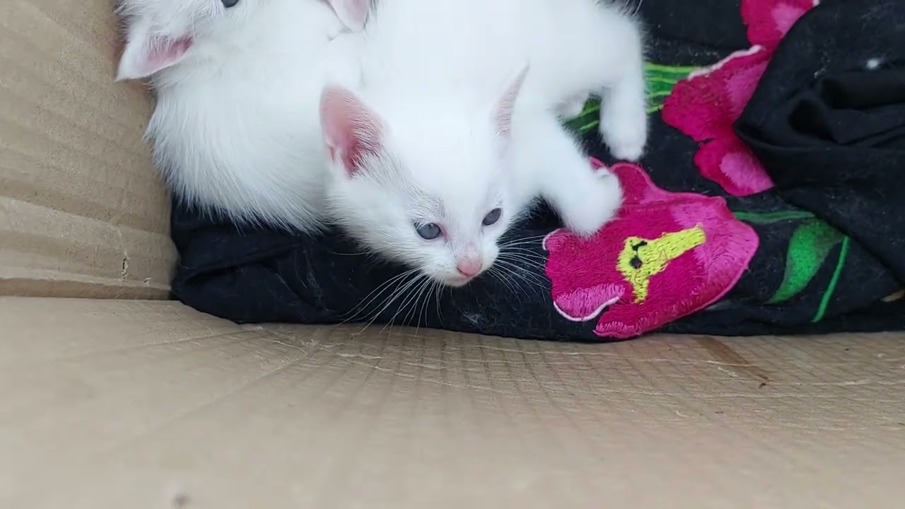 Protective Mama Keeping Kittens Under Her Shadow 