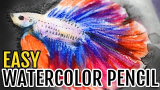 EASY Watercolor Pencil Tutorial   Betta Fish Step by Step