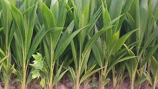 The latest Coconut Seeding For Commercial Farming.