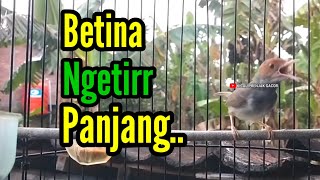 PRENJAK BETINA Ngetir Panjang Istimewa Suara jernih Mrnggoda PRENJAK JANTAN, Cocok buat Masteran.