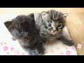 【保護猫】保健所から生後3週の子猫を引き取ってきました【生後20日】 rescued kittens from a animal shelter