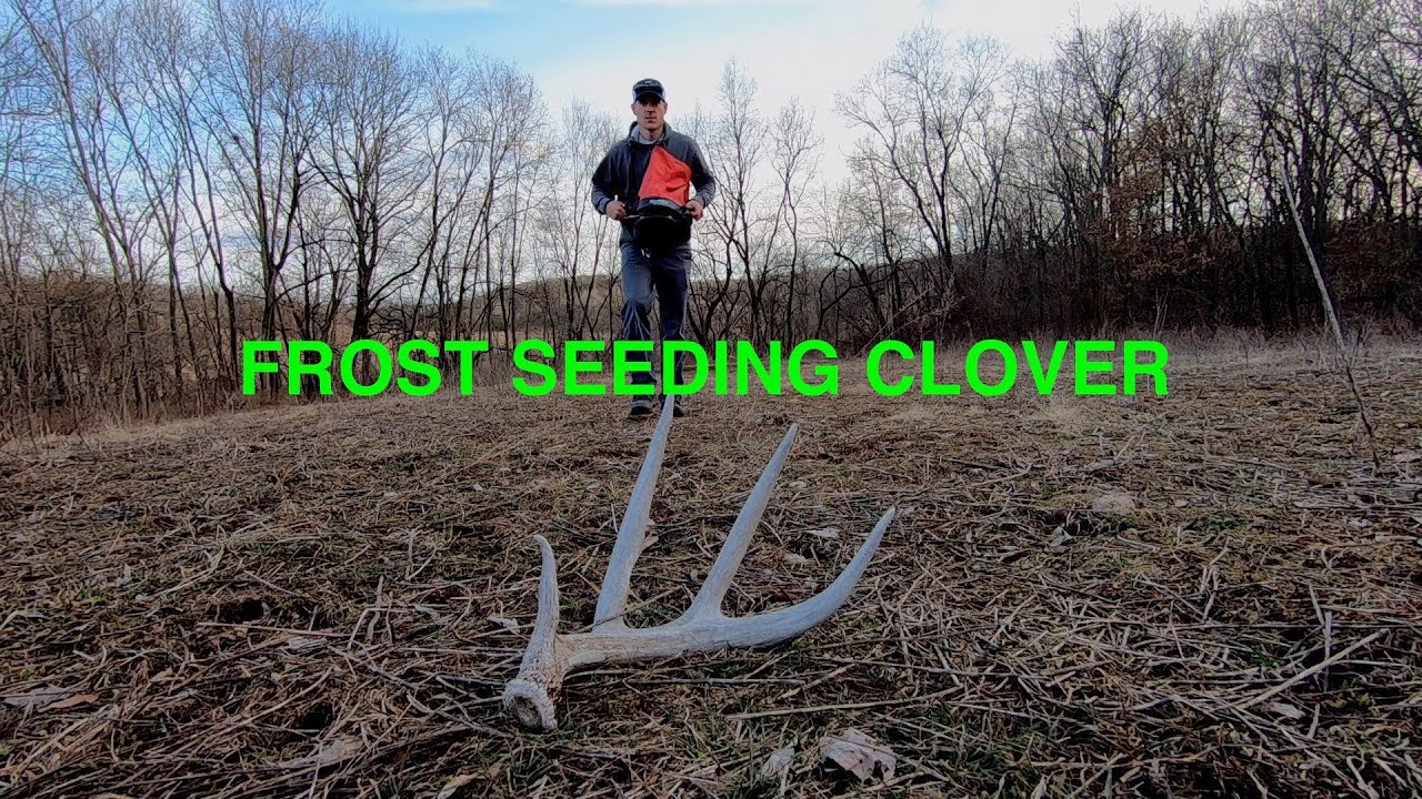 Frost Seeding Clover Youtube 
