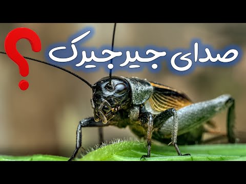 تصویری: چه حیوانی صدای وو وو را تولید می کند؟