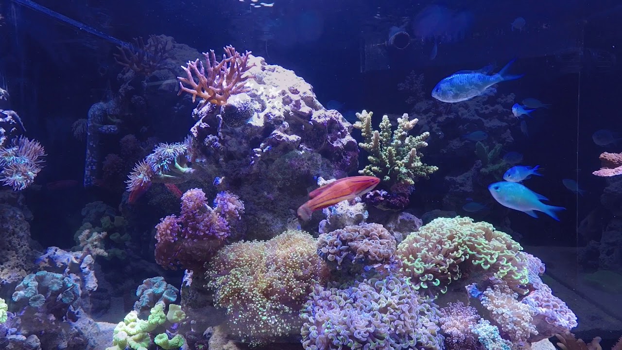 Redsea Reefer 250 Deluxe Marine Aquarium Reef Care Program