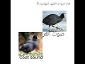 Coot call