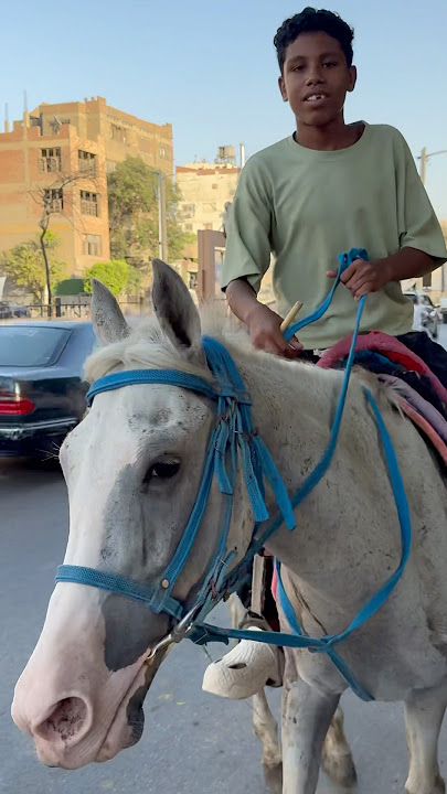 Kids are riding horses on the streets of Cairo