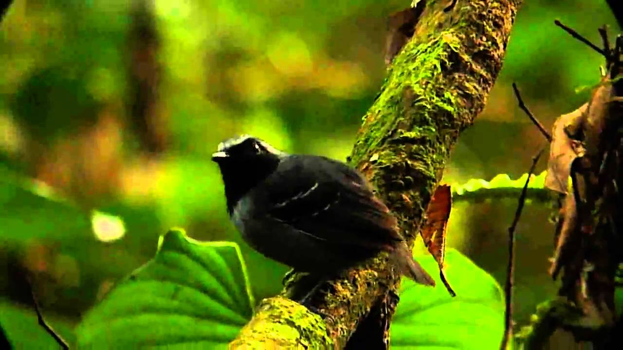 Black-faced Antbird in the Yasuni 