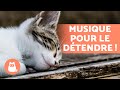 Musique relaxante pour chats stresss  dtendez votre chat 
