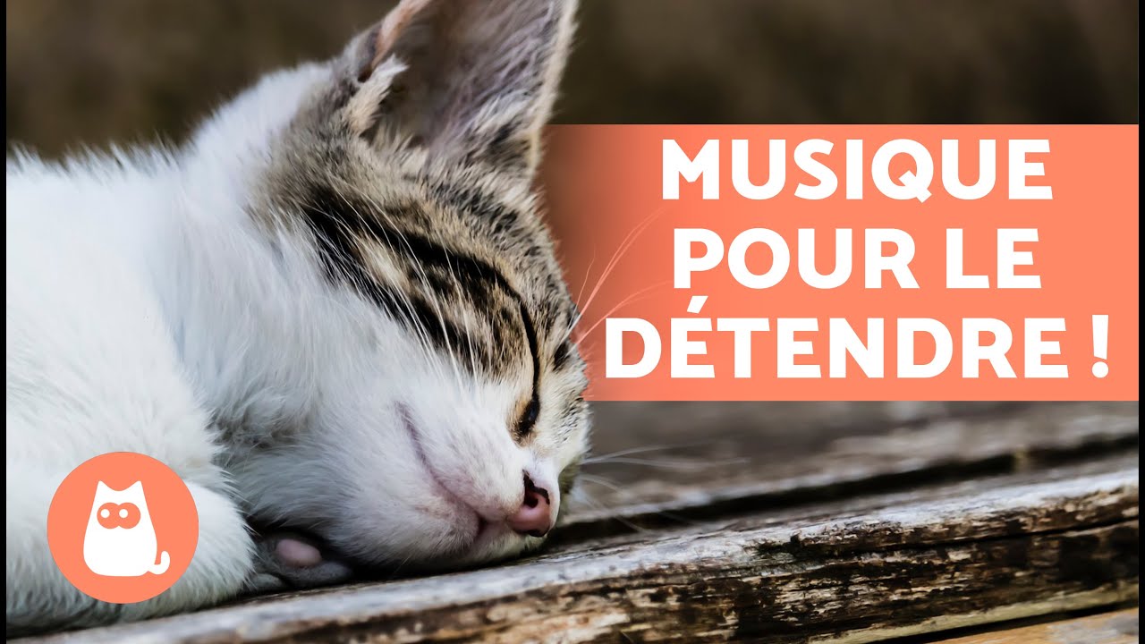 Musique RELAXANTE pour CHATS STRESSS  Dtendez votre CHAT 