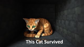 Cat Rescued After Eight Weeks in Sewer