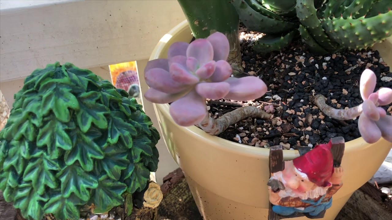 Succulent garden vlog 10/24/19 