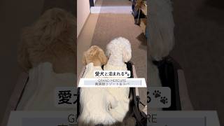 2月にグランドメルキュール南房総&amp;SPAに行ってきました！#犬と泊まれる宿 #ペットと泊まれる宿 #いぬのいる生活 #犬のいる暮らし #犬旅 #千葉 #南房総