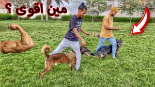 مين يقدر يفوز بثلاث تحديات قويه 🙀 كلب الجيرمن او المالينو ؟ مين يقدر يفوز بثلاث تحديات قويه 🙀 كلب الجيرمن او المالينو ؟