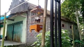 Suara pleci blitar sing ringtone