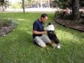 Sheltie Sierra playing in backyard