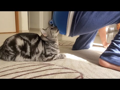 Cat licking my a$$ after a good f〇rt.