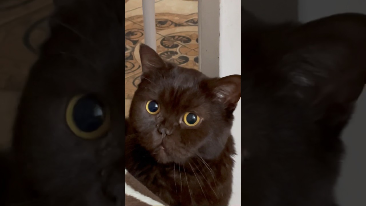 Слышу звон, но не знаю где он ) #кот #приколкошками #прикол - YouTube