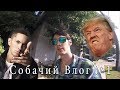 DOGVLOG - 1 Eminem и Трамп