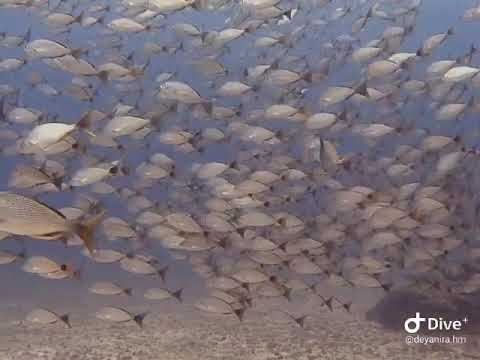 Dive Site: The Garden, Isla del Caño - Costa Rica