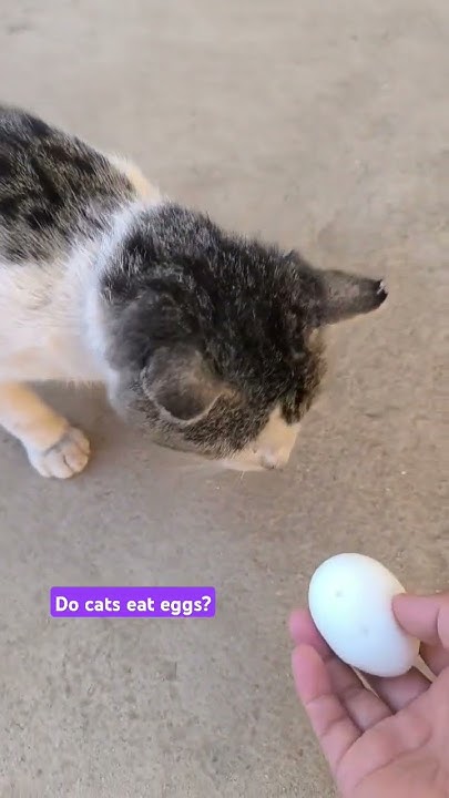 do-cats-eat-eggs-cat-cutecat-cute-wildcats-cuteanimal-catlover