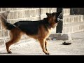 Angry Dog Barking Sound Effect (HD)