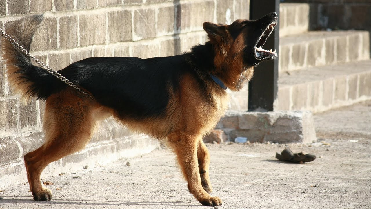 Angry Dog Barking Sound Effect (HD) YouTube
