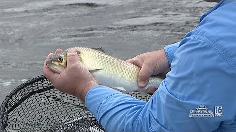 Shad Fishing on the Delaware River