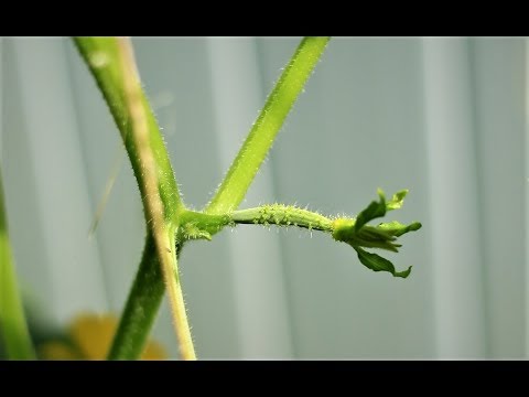 Video: Bloeiende Komkommers (11 Foto's): Hoe Onderscheid Je Mannelijke Van Vrouwelijke Bloemen? De Structuur Van Bloemen. Wat Als Er Alleen Mannelijke Bloeiwijzen Op De Komkommers Zijn?