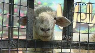 Serunya Liburan di KBS, Menikmati Dongeng Sembari Memberi Makan Satwa