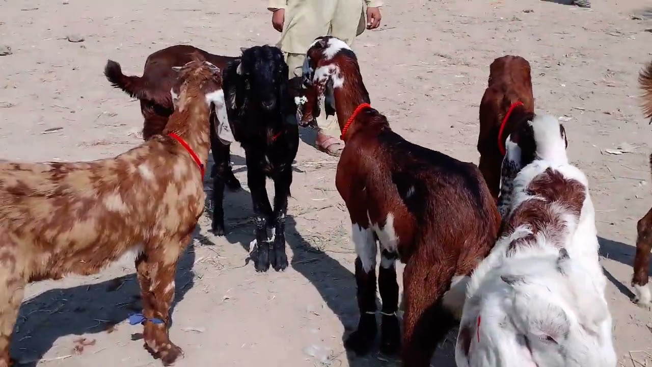 15 February 2026 Sunday ka din D G K mundi ka visit 