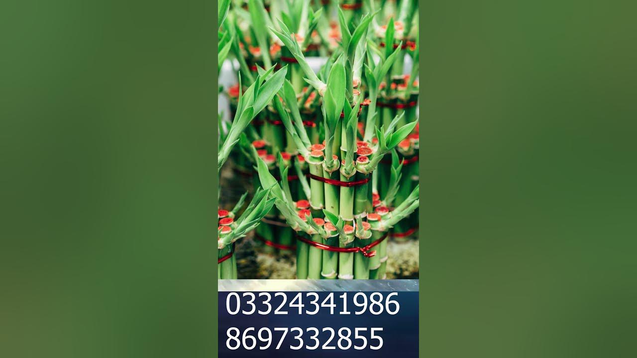 lucky-bamboo-vastu-lucky