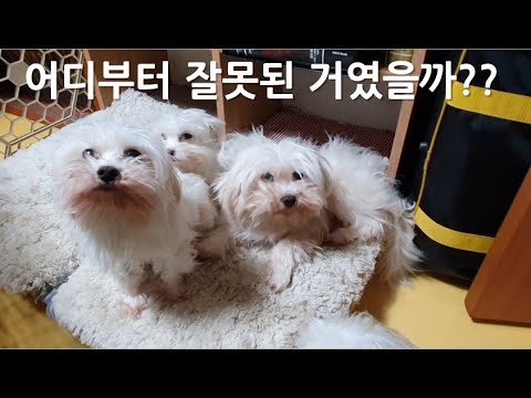 창세기37장 왕따당한 <strong>요셉</strong>!! 형들은 왜 그랬을까?? - 강아지도 함께하는 가정예배