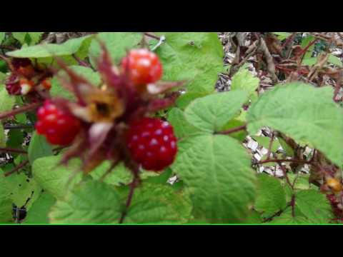 Video: Sind Rubus Phoenicolasius essbar?