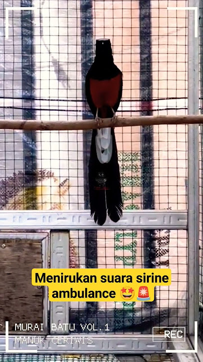 Murai batu pintar menirukan suara sirine ambulance 🚨 #burung #burungkicau #muraibatu #shorts #short