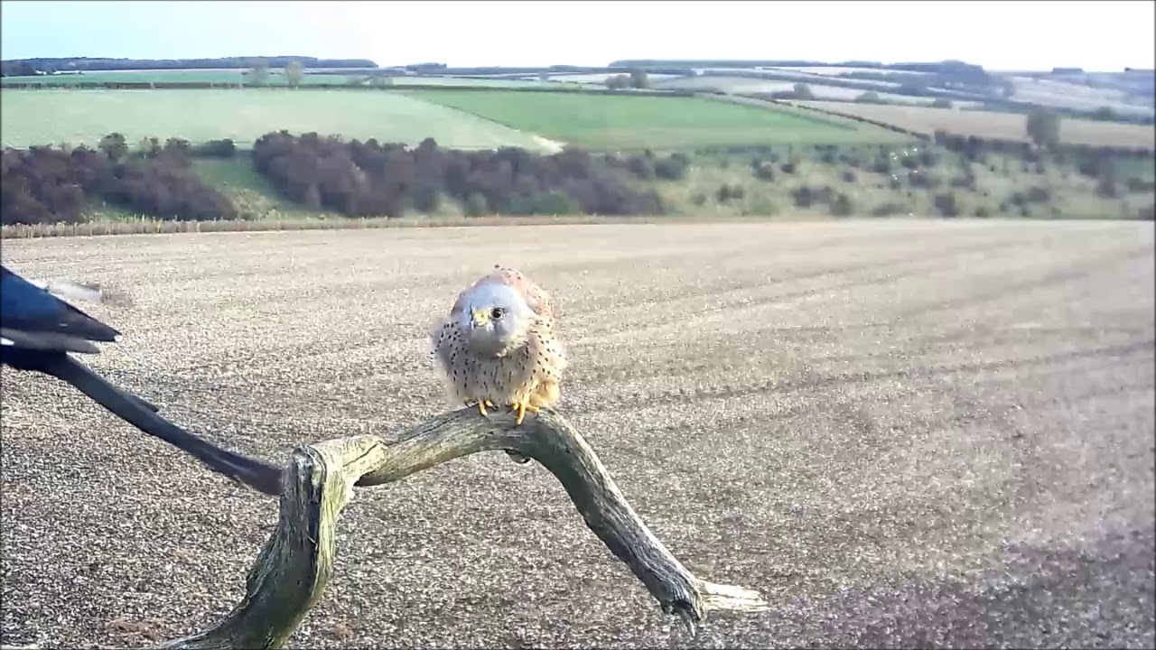 Kestrel Spins Its Head Round 180 Degrees - What Does It Spy? | Discover Wildlife | Robert E Fuller