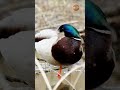 One-Legged Snooze: A male Mallard’s funny sleeping posture