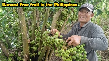 HARVEST FREE FRUIT IN THE PHILIPPINES/ WILD FIG, TUBOG TIBBIG IGOS, CRUNCHY & DELICIOUS. @Gha