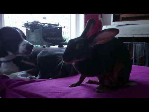 Belgian Hare * Belgische Haas @home @in huis