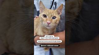 Кот Стёпа с диагнозом Лейкемия Кошек ищет постоянный дом #cat #shelter #belarus