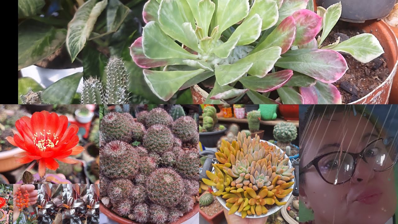 Cactos e a Saga do Caldeirão das Bruxa:🎃😂 Bora Ver Qual Foi a Cor que Eu Pintei?