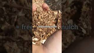 Zero Waste Nursery Trick #gardening #treeplanting #garden #zerowaste #permaculturenursery
