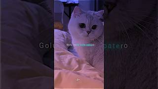 🐱 Golu Molu Cute Kitty 😻💖 | Adorable Cat Moments 🐾✨ | Trending Song Lyrics | #Shorts
