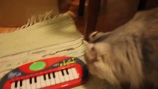 Cats get to know musical instruments Cats get to know musical instruments