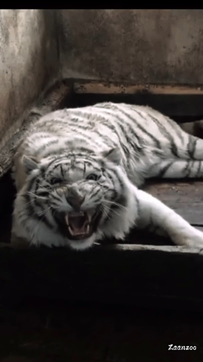 Mengerikan ‼️ Beginilah Auman macan putih marah 😱 #subscribe #viral #animals #tiger #harimau