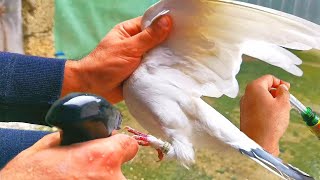 видео: 100% Уберает у Голубей ПЕРОЕДА и остальных ГРЫЗУНОВ. 100% Removes FEAT on Pigeons and other RODENTS. картинка: 100% Уберает у Голубей ПЕРОЕДА и остальных ГРЫЗУНОВ. 100% Removes FEAT on Pigeons and other RODENTS.