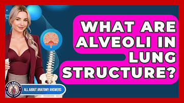 What Are Alveoli In Lung Structure? - All About Anatomy Answers